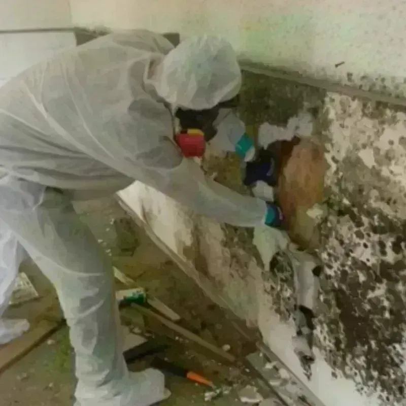 Mold Remediation and Removal in Westhaven-Moonstone, CA